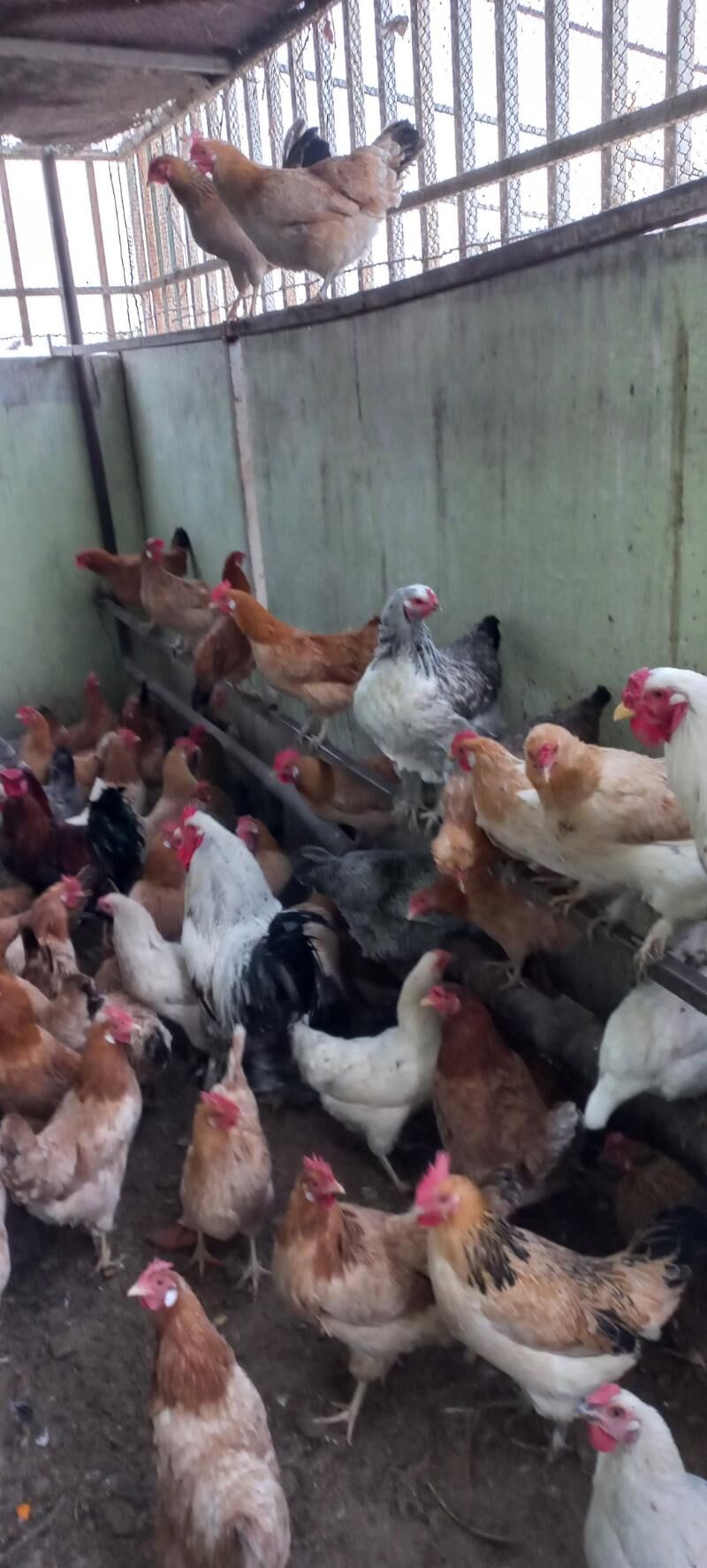 satlyk towuk we horaz - Ak bugdaý etraby - img 1