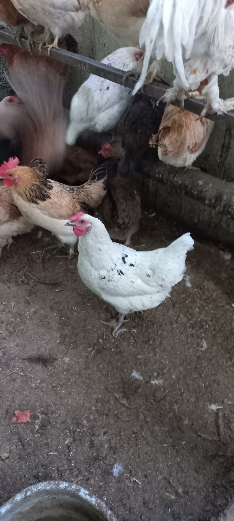 satlyk towuk we horaz - Ak bugdaý etraby - img 2