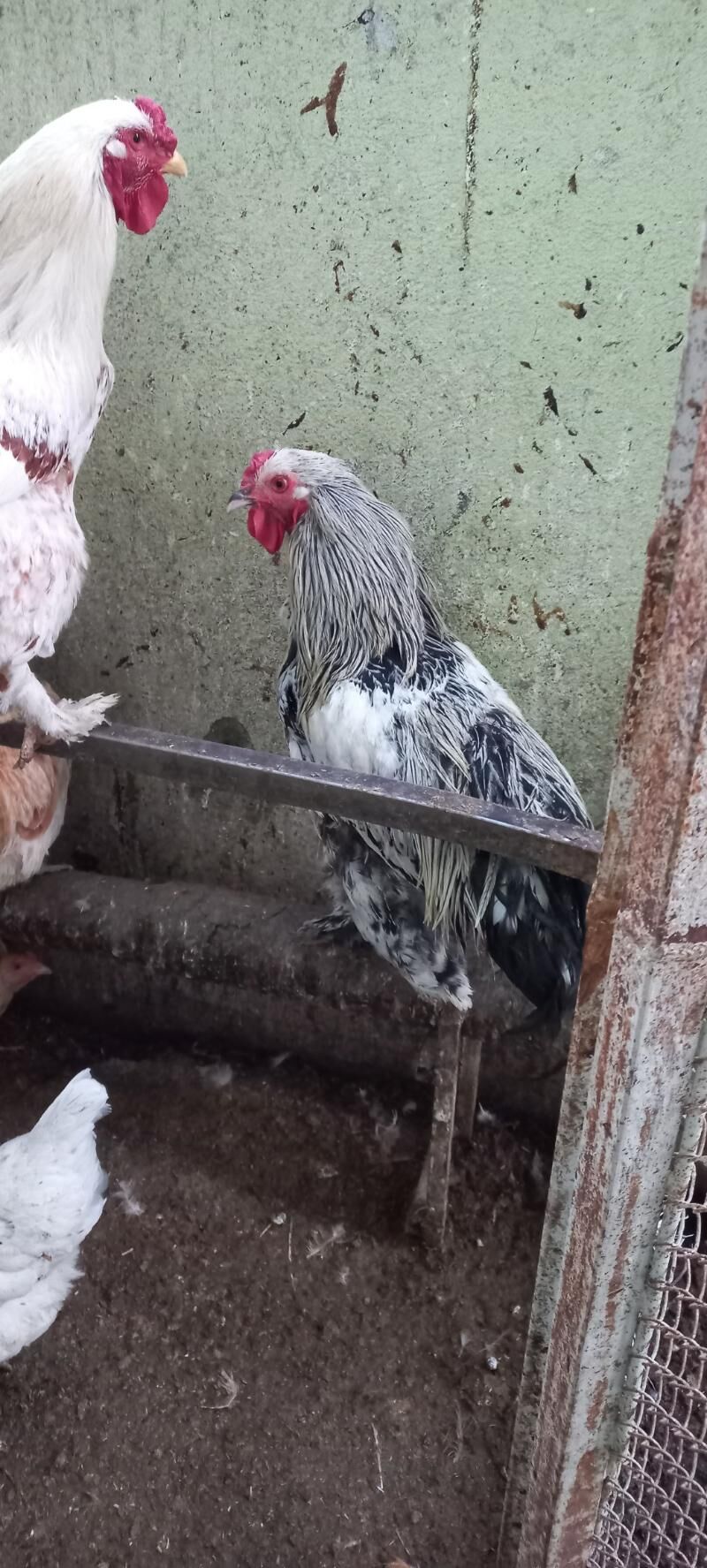 satlyk towuk we horaz - Ak bugdaý etraby - img 4