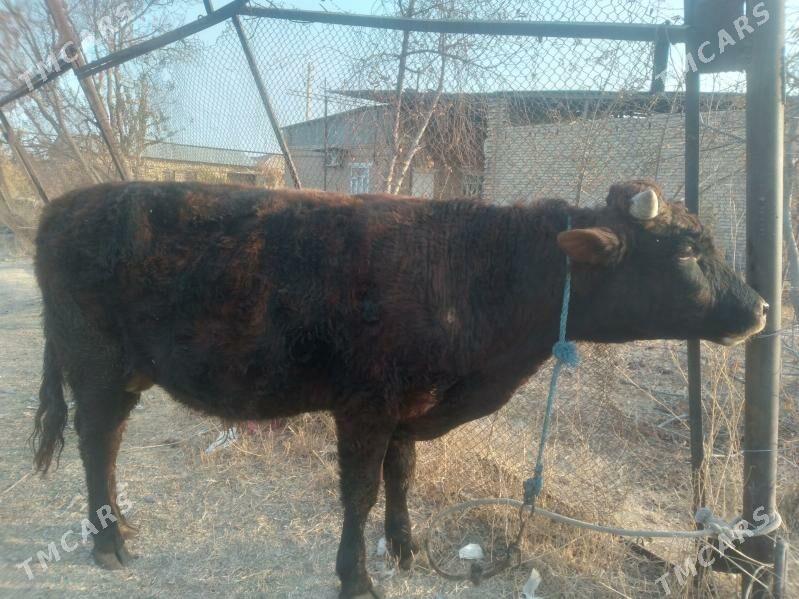 baklyk öküz. - Туркменабат - img 4