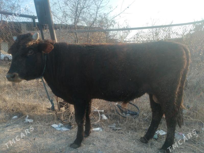 baklyk öküz. - Туркменабат - img 6