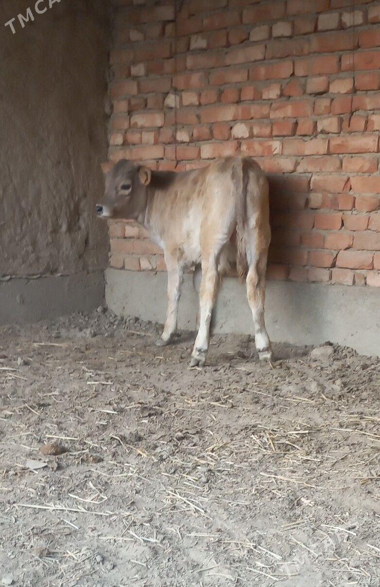 ökuz - Бахарден - img 1