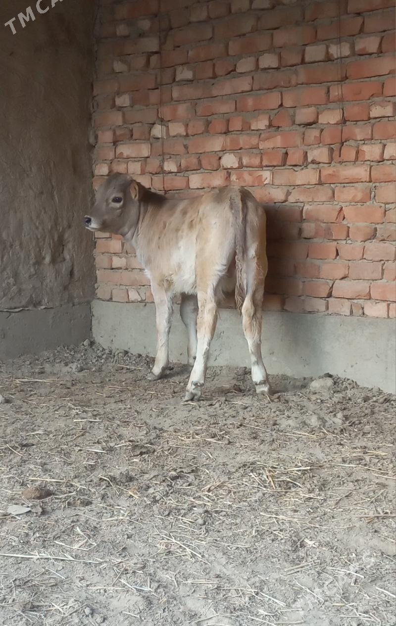 ökuz - Бахарден - img 2