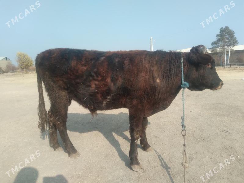 baklyk öküz. - Туркменабат - img 2