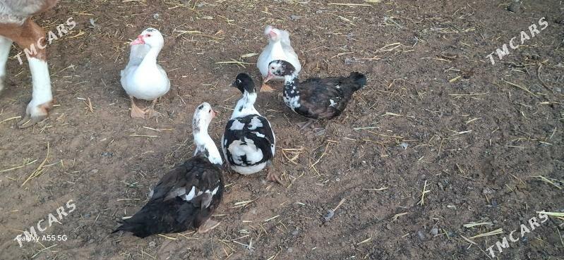 indawutga ordek - Garadamak Şor - img 3