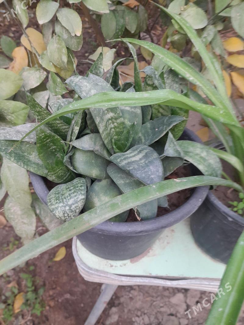 Güller öÿ we ofisler - Мары - img 1