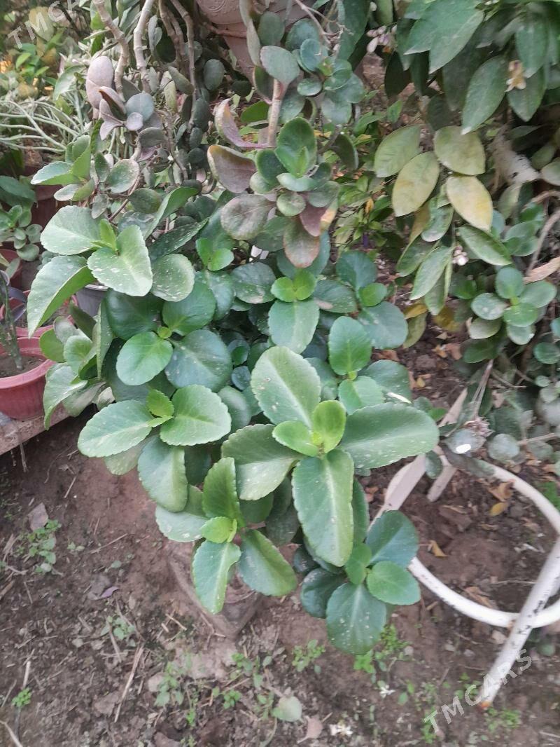 Güller öÿ we ofisler - Мары - img 6