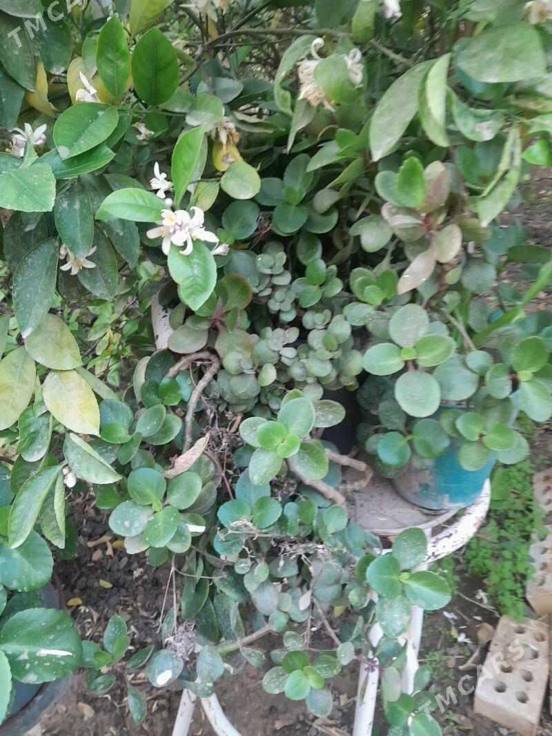 Güller öÿ we ofisler - Мары - img 4