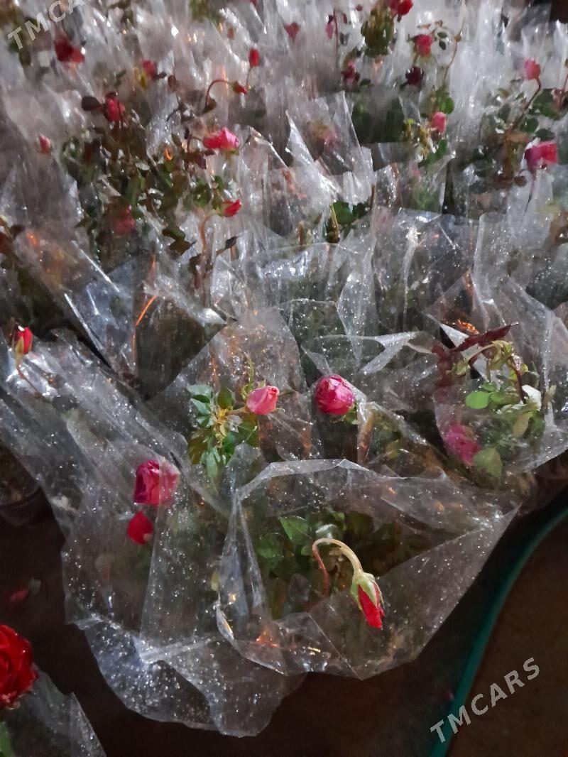 Güller öÿ we ofisler - Мары - img 8