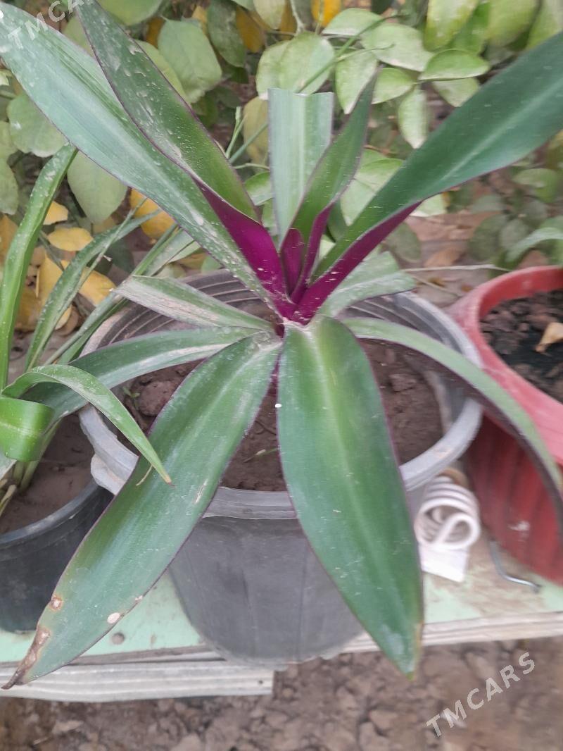 Güller öÿ we ofisler - Мары - img 5