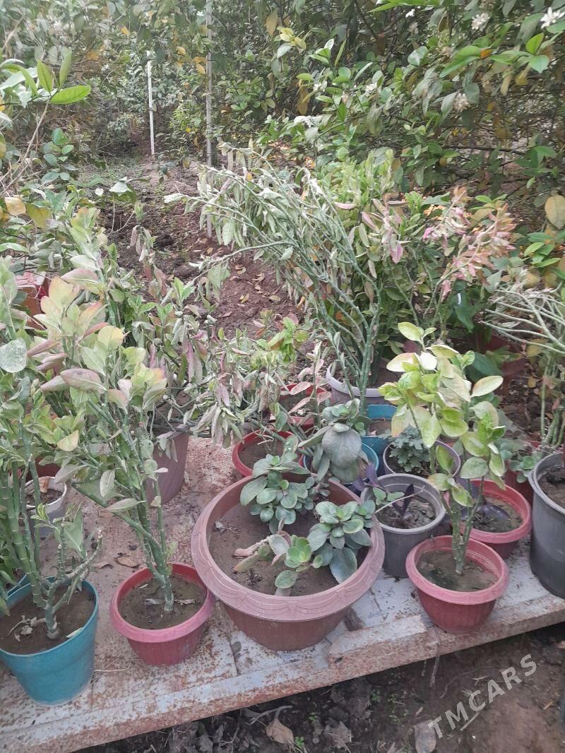 Güller öÿ we ofisler - Мары - img 7