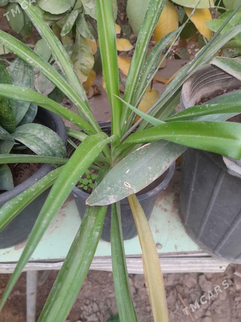 Güller öÿ we ofisler - Мары - img 2