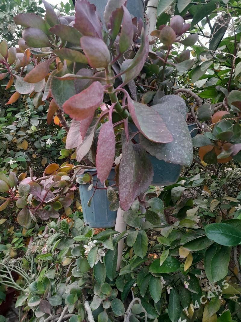 Güller öÿ we ofisler - Мары - img 3