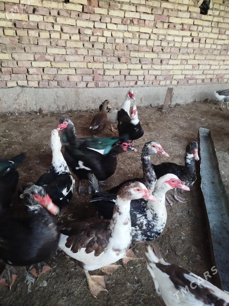 Indawutga Gaz - Tejen - img 3