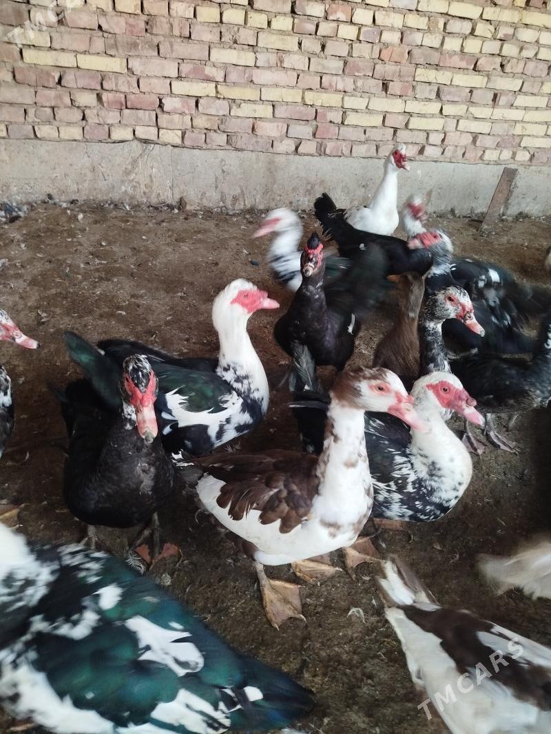 Indawutga Gaz - Tejen - img 2