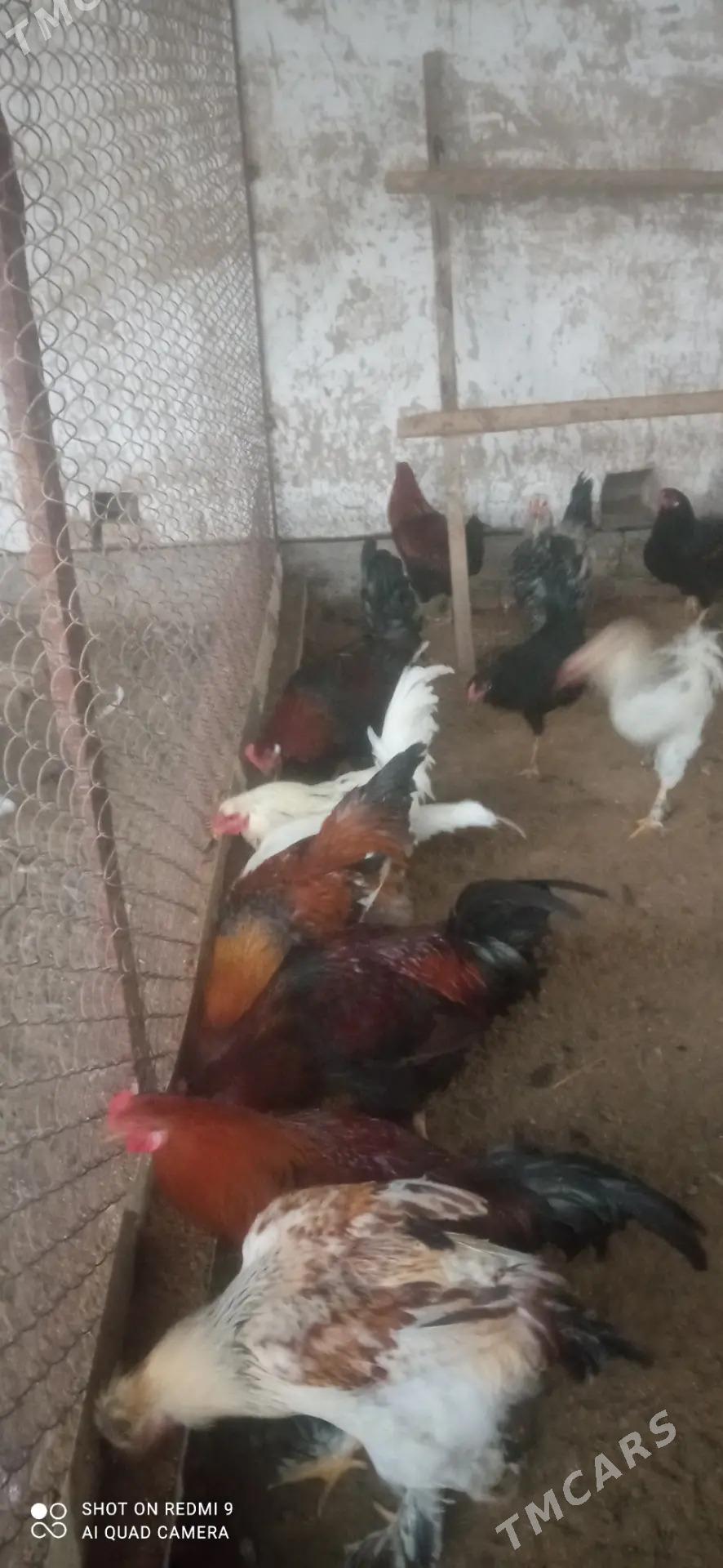 Horaz towuk indyuk - Murgap - img 4