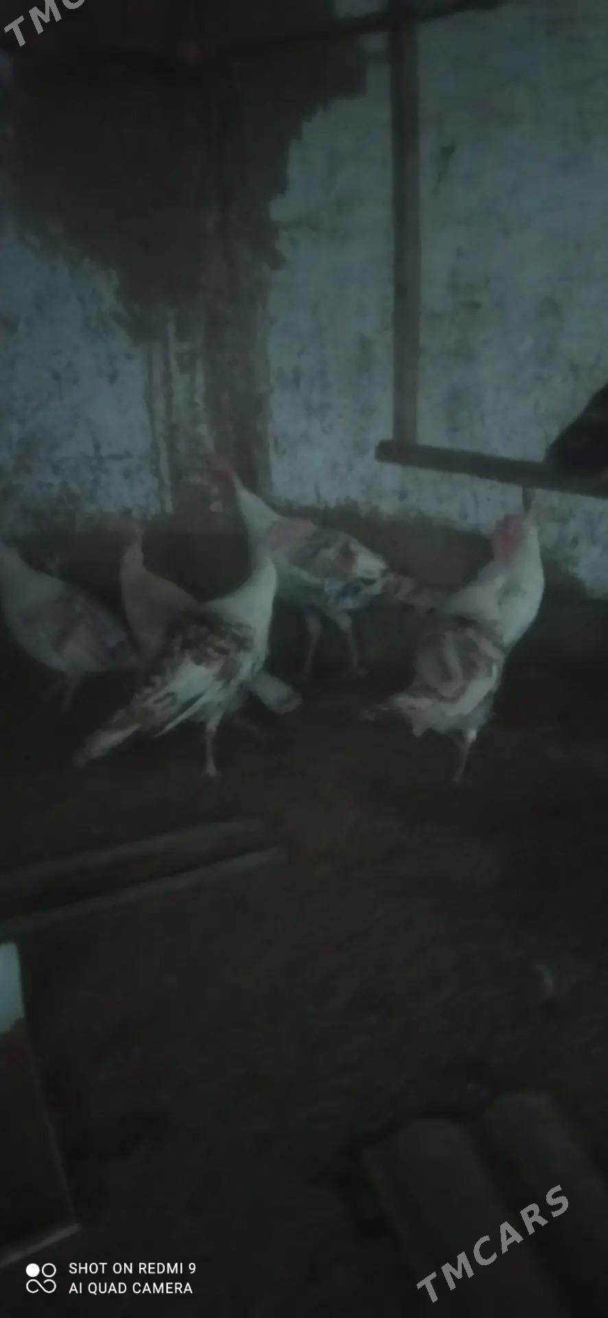 Horaz towuk indyuk - Murgap - img 6