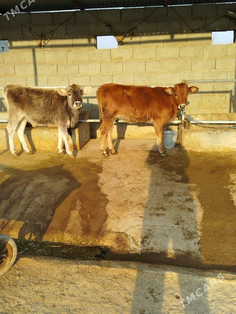 Şiwes tuwe - Бахарден - img 3