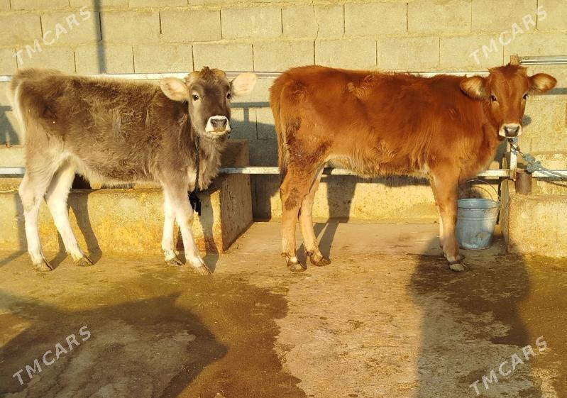 Şiwes tuwe - Бахарден - img 2