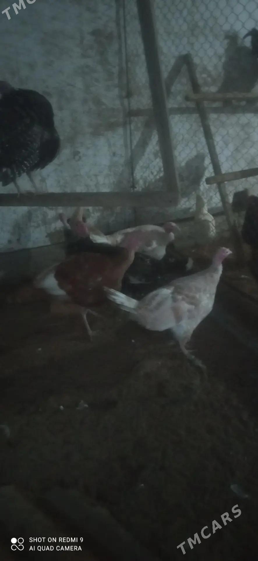 Horaz towuk indyuk - Murgap - img 5