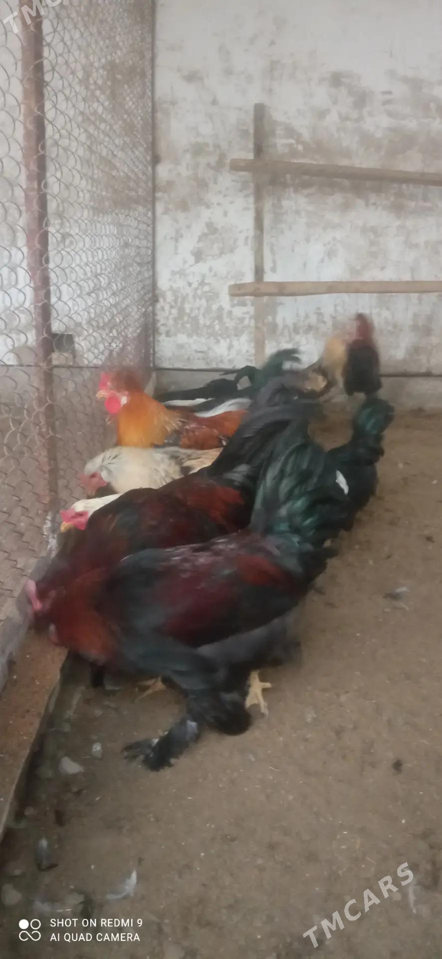 Horaz towuk indyuk - Murgap - img 2