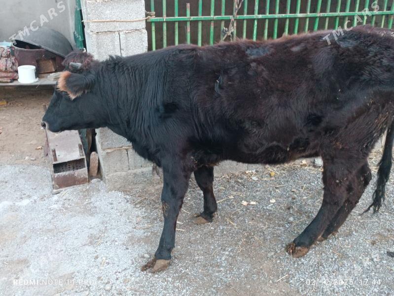 Tüwe Sygyr - Чоганлы - img 4