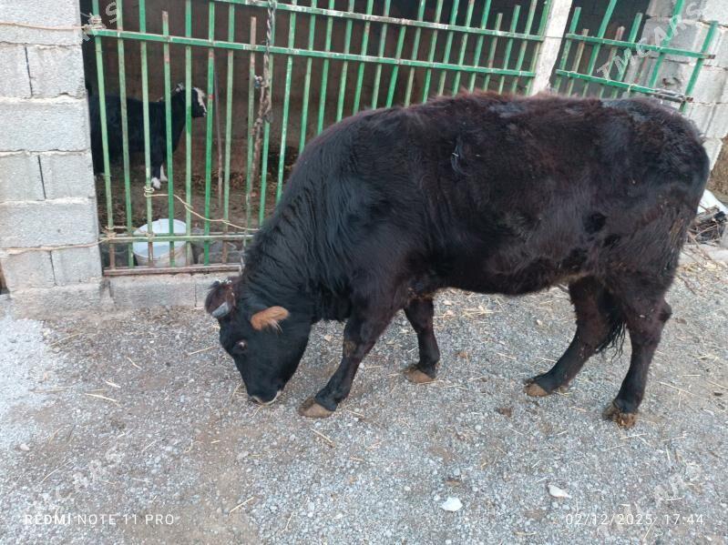 Tüwe Sygyr - Чоганлы - img 2