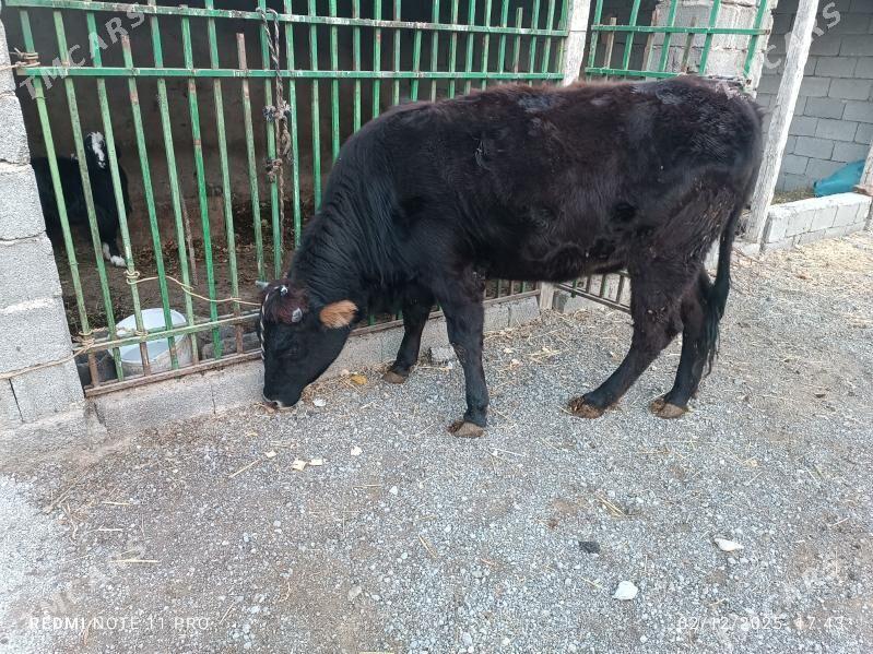 Tüwe Sygyr - Чоганлы - img 5