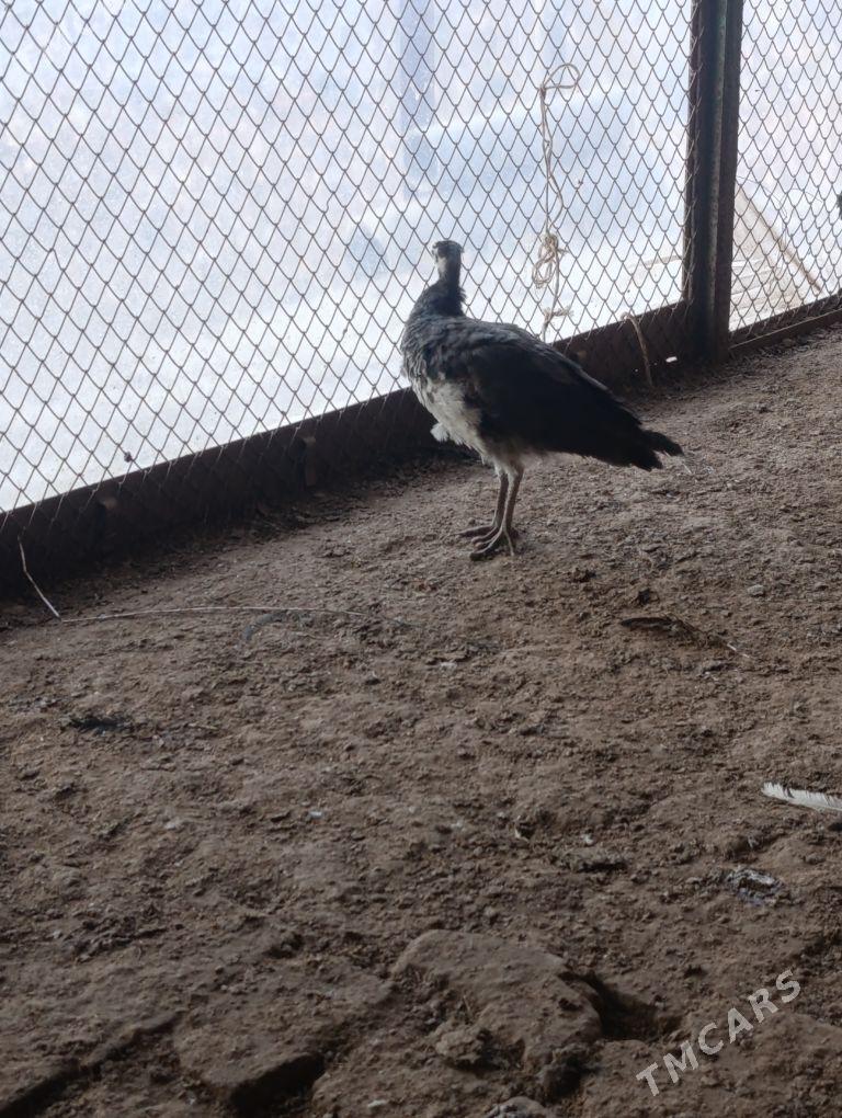 tawus - Türkmenabat - img 2