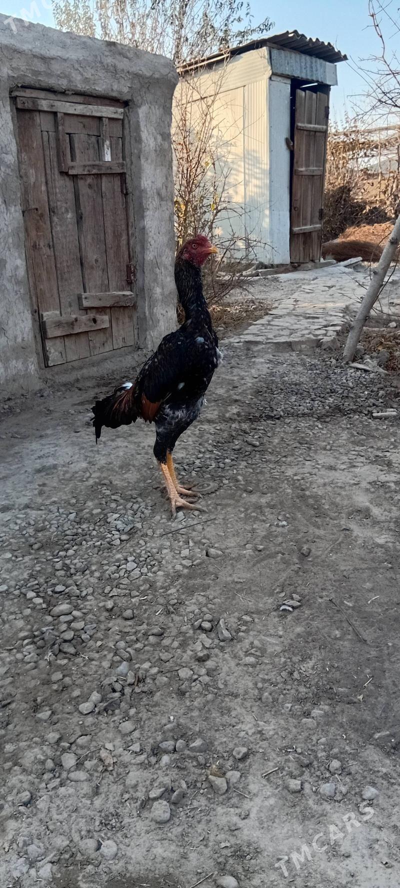 HORAZ. - Baýramaly - img 3