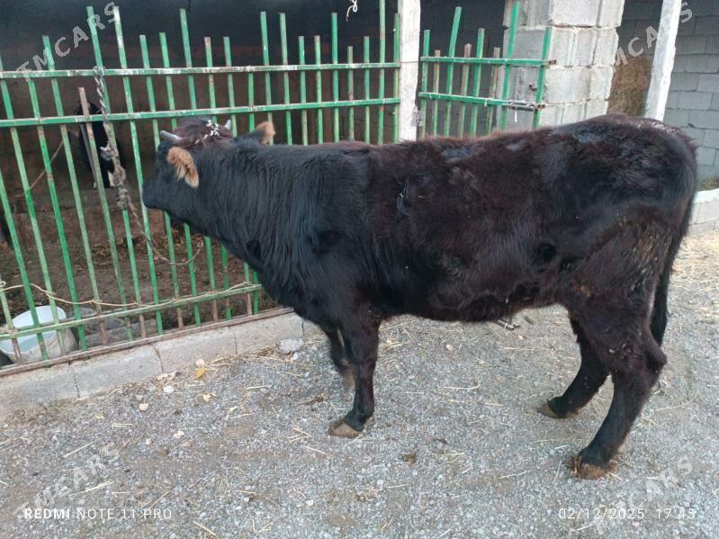 Tüwe Sygyr - Чоганлы - img 3