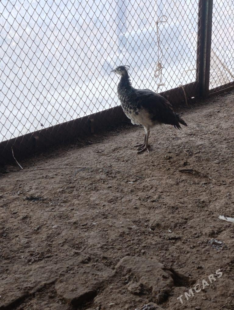 tawus - Türkmenabat - img 3