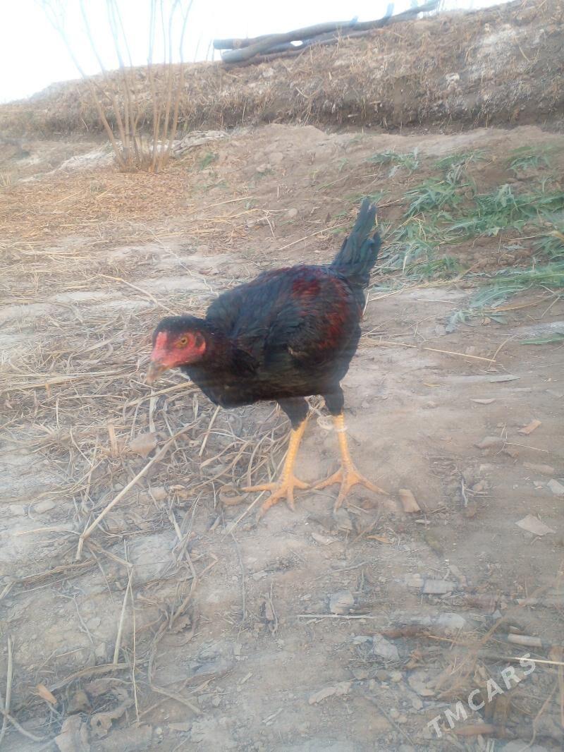 juyje horaz - Керки - img 4