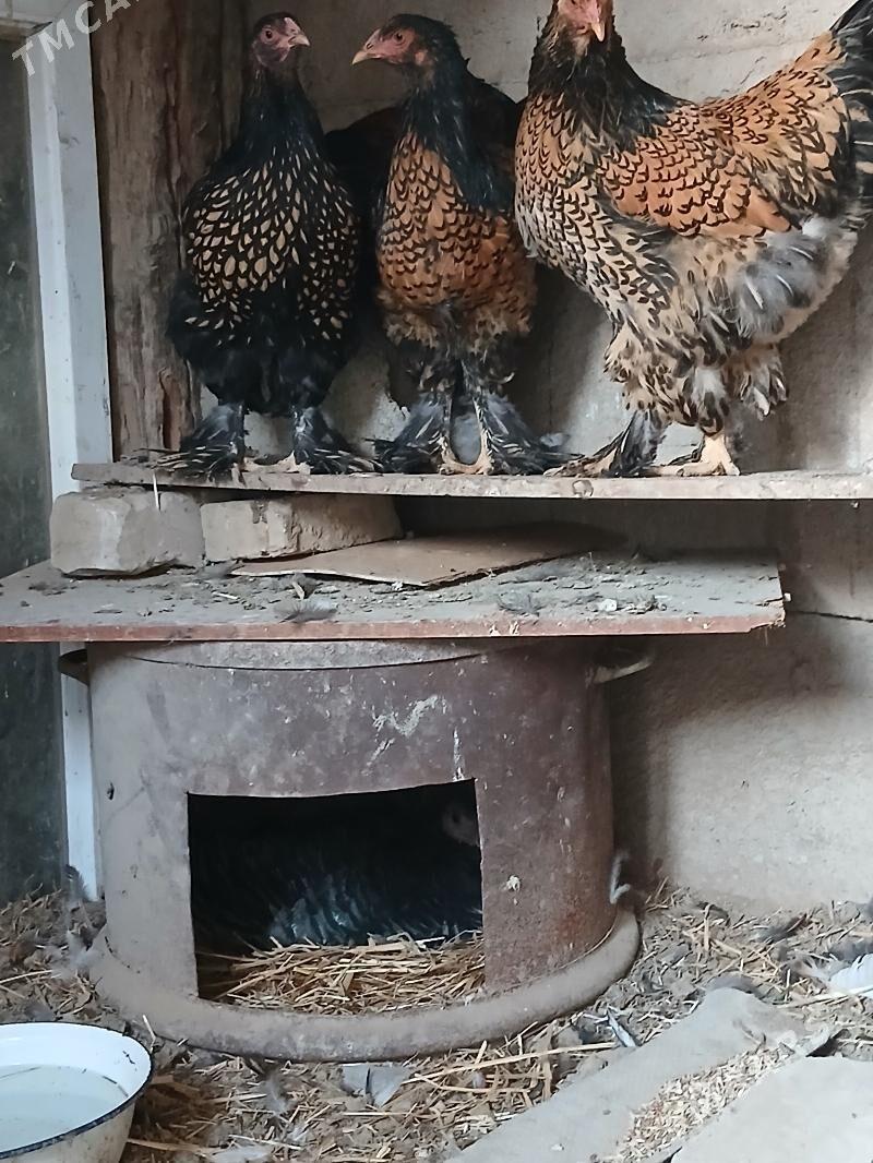 induk - Kaka - img 2