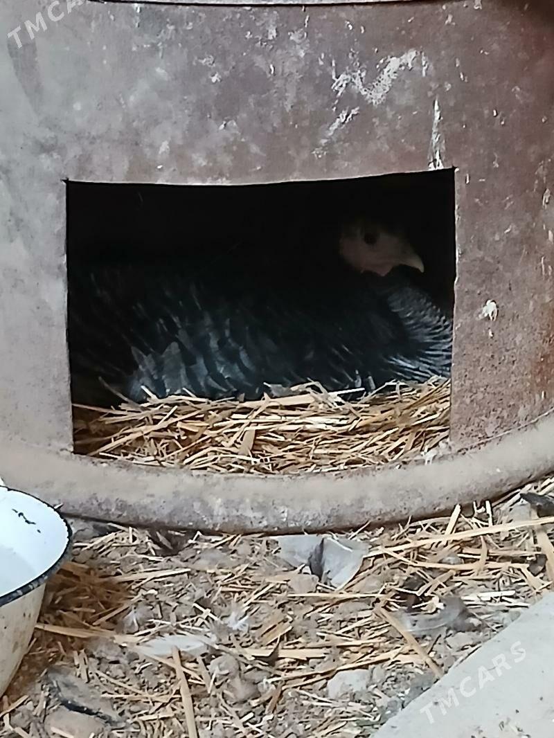 induk - Kaka - img 3