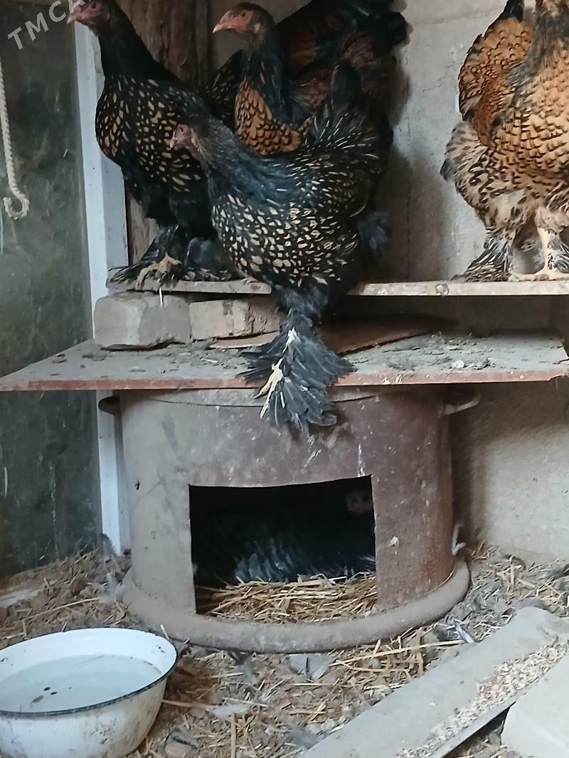 induk - Kaka - img 4