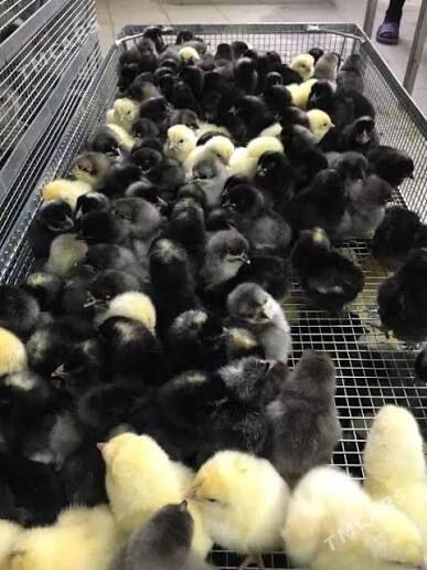 towuk juyje - Сакарчага - img 2