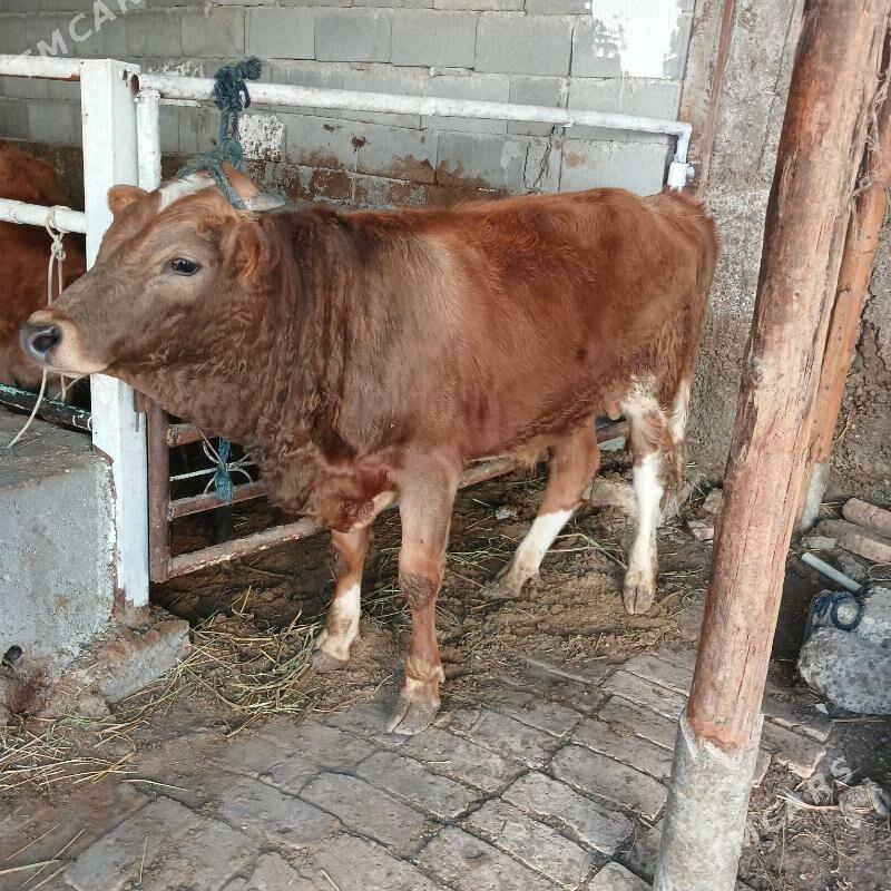 ÖKUZ - Бузмеин - img 2