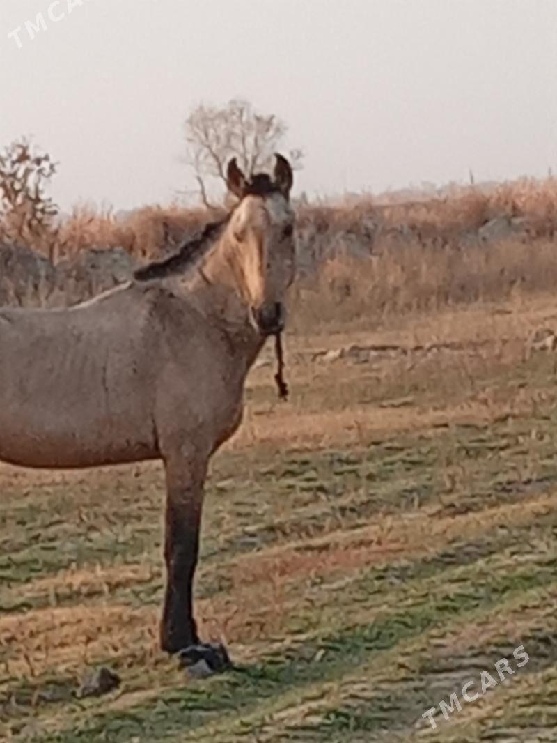 mele - Ýaşlyk - img 1