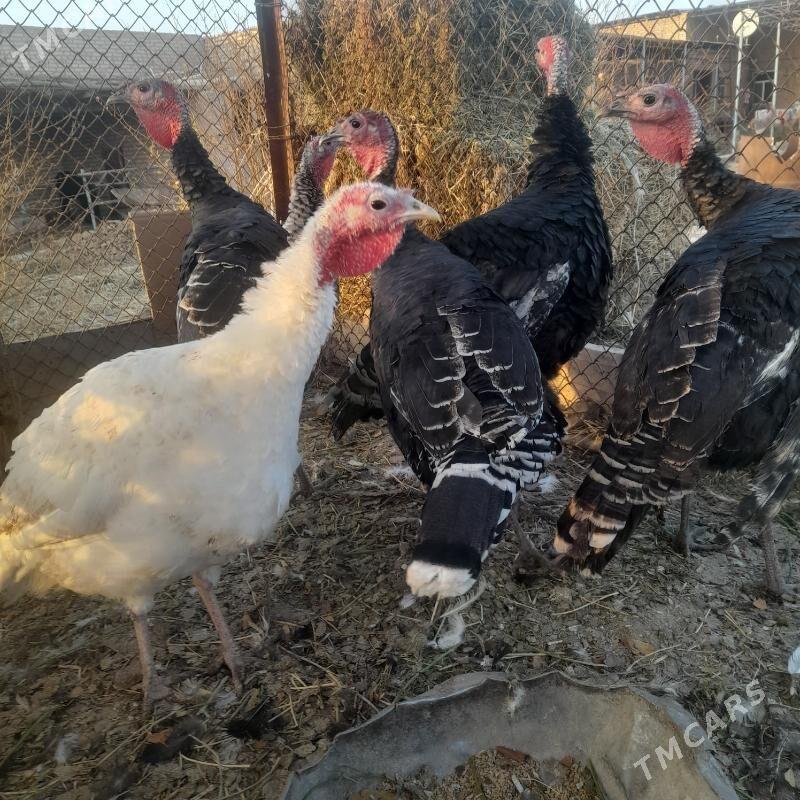 induklar - Çärjew - img 2