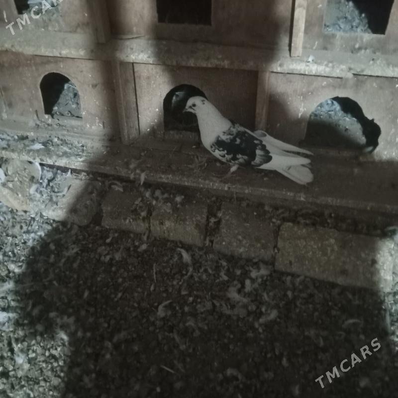 kepderi - Мары - img 2