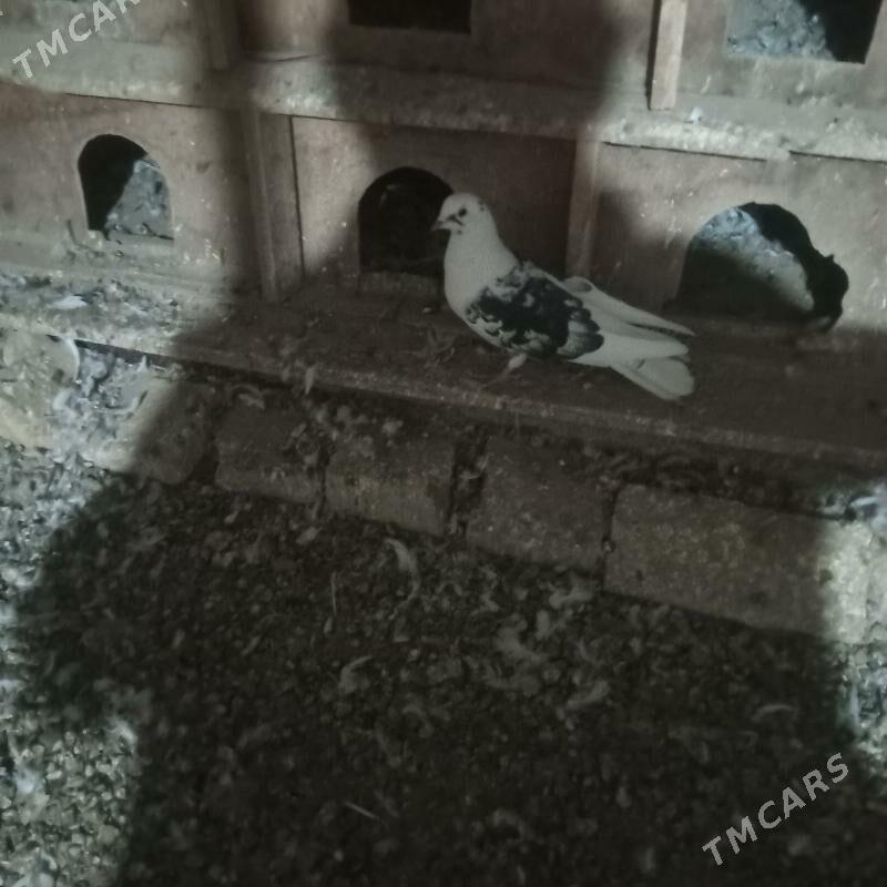 kepderi - Мары - img 3