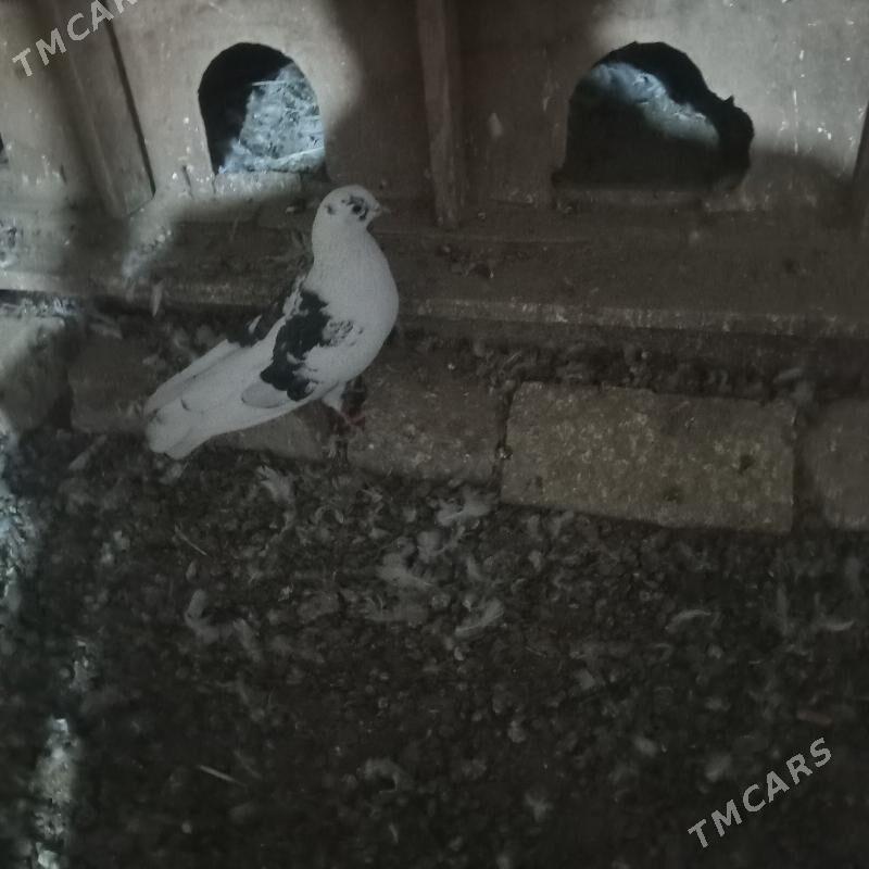 kepderi - Мары - img 4