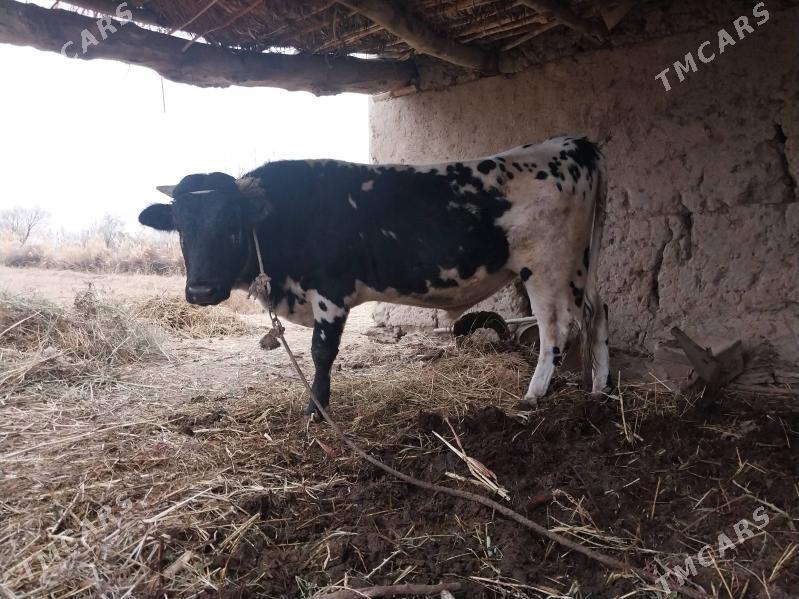 Окуз - етр. Туркменбаши - img 2