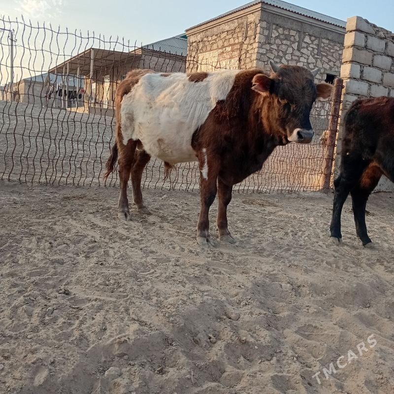 Ökiz - Эсенгулы - img 2