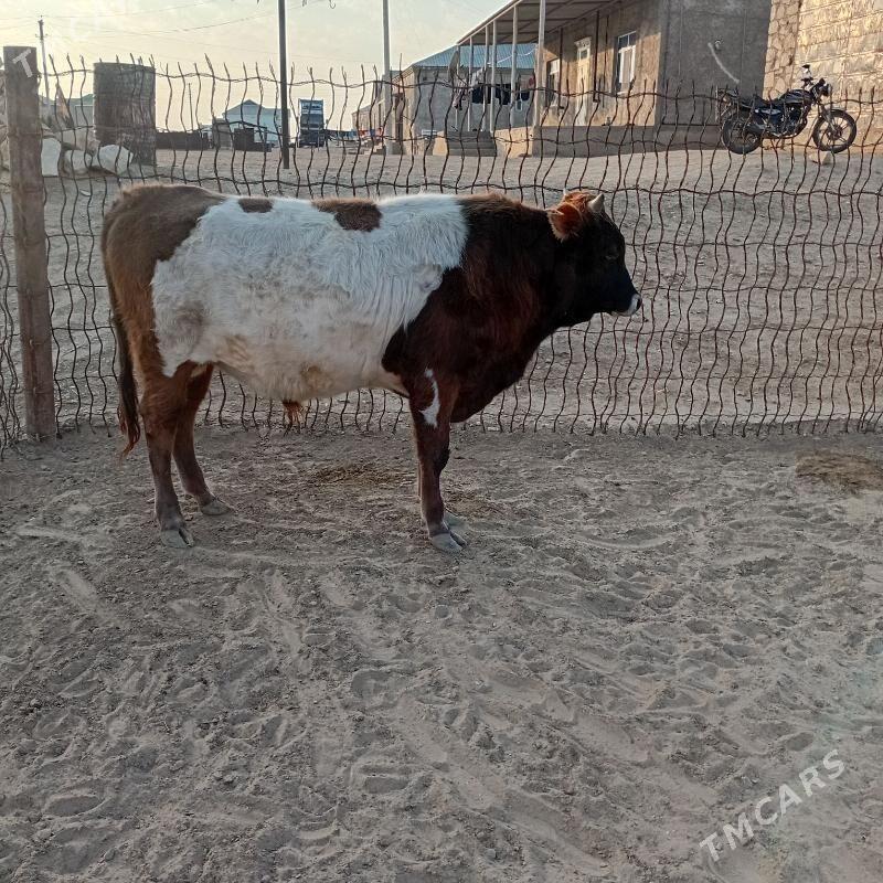 Ökiz - Эсенгулы - img 3