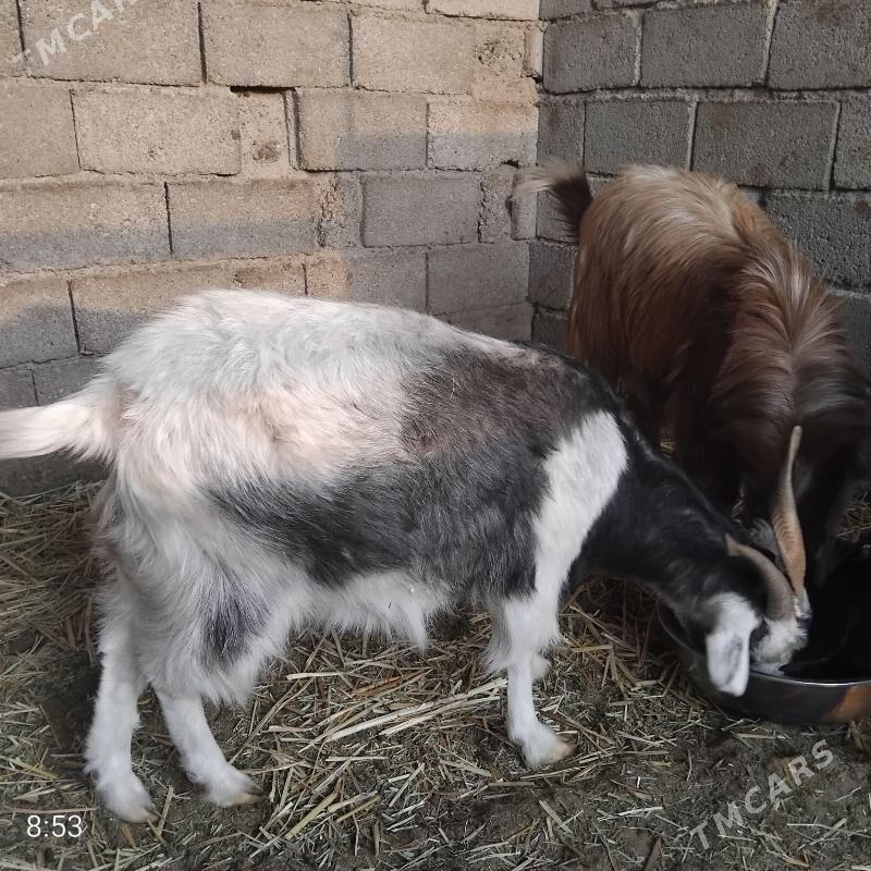 Geçiler - Bagyr - img 3