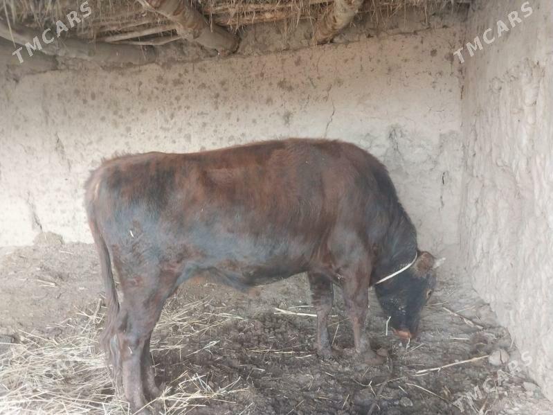 Окуз - етр. Туркменбаши - img 2