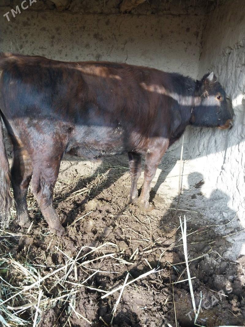 Окуз - етр. Туркменбаши - img 1