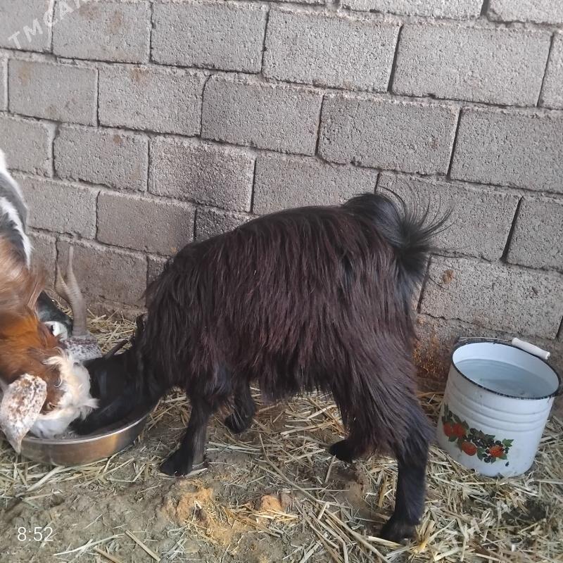 Geçiler - Bagyr - img 4